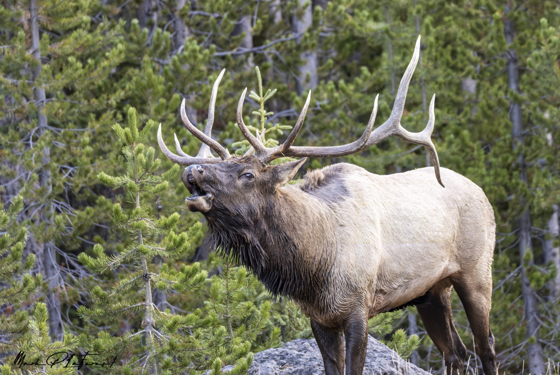 /gallery/north_america/USA/Wyoming/yellowstone/Bull Elk Yellowstone NP Sept 2024-038_med.jpg